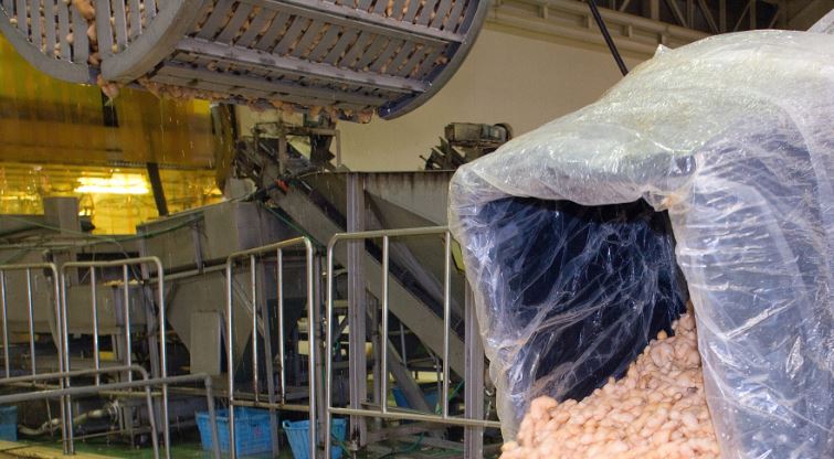 最高ランクの「早堀り」生姜を収穫